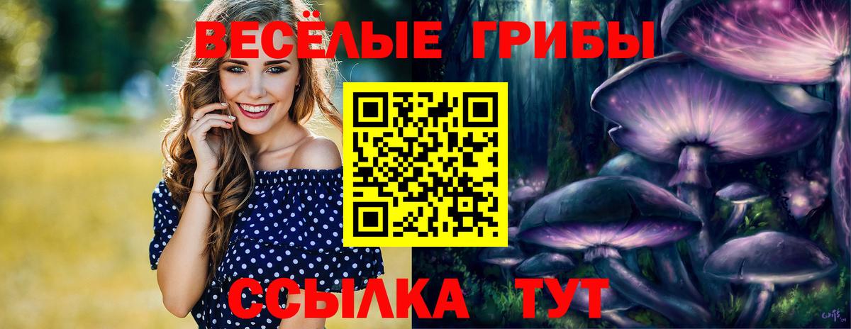 Псилоцибиновые грибы Psilocybine cubensis Северск